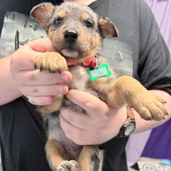 Indigo -  Catahoula Leopard Dog and Shepherd Dog for Adoption in Boerne, Texas - Indigo | PetCurious