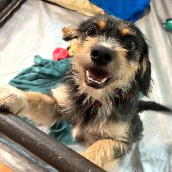 Davey -  Border Terrier Dog for Adoption in Thompson Falls, Montana - Davey | PetCurious