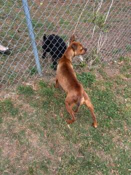 Terrier Dogs Available for Adoption - Caramel | PetCurious