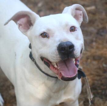 Staffordshire Bull Terrier and Mixed Breed Dogs Available for Adoption in Brookhaven, Mississippi - Cherokee 25 | PetCurious