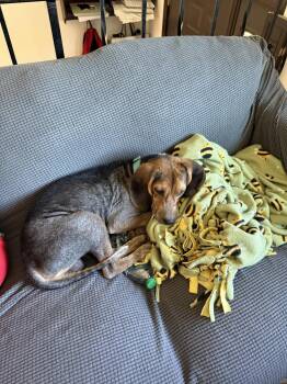 Jackpot -  Beagle Dog for Adoption in Brooklyn Center, Minnesota - Jackpot | PetCurious