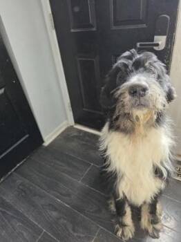 Mixed Breed Dogs Available for Adoption in West Chester, Pennsylvania - Bruno | PetCurious