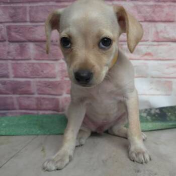 Flora -  Chihuahua and Mixed Breed Dog for Adoption in Fort Collins, Colorado - Flora | PetCurious