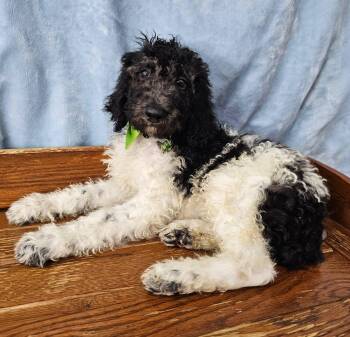 Popcorn -  Standard Poodle Dog for Adoption in East Sparta, Ohio - Popcorn | PetCurious