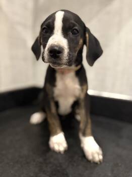 Rescue Plott Hound and Mountain Cur Dogs for Adoption in Mt. Juliet, Tennessee - North (McMinnville St. Puppy) | PetCurious