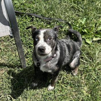 Eulalie -  Cattle Dog and Mixed Breed Dog for Adoption in Marion, Virginia - Eulalie | PetCurious