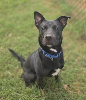 CARLY -  German Shepherd Dog and Labrador Retriever Dog for Adoption in York, South Carolina - CARLY | PetCurious