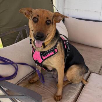 Mama Crockpot -  Shepherd and Hound Dog for Adoption in Chattanooga, Tennessee - Mama Crockpot | PetCurious