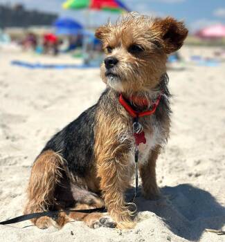 Miner -  Yorkshire Terrier Dog for Adoption - Miner | PetCurious