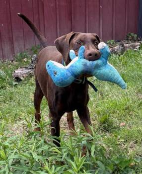 Doberman Pinscher and Mixed Breed Dogs Available for Adoption in Morton Grove, Illinois - Cash | PetCurious