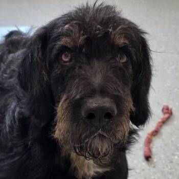 Wirehaired Pointing Griffon and Mixed Breed Dogs Available for Adoption in Yankton, South Dakota - Bennie | PetCurious