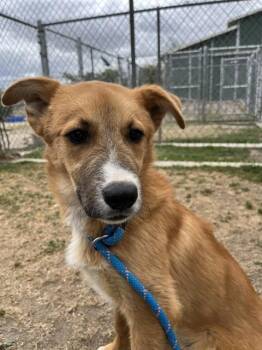 Border Collie Dogs Available for Adoption in Las Vegas, Nevada - Colt | PetCurious