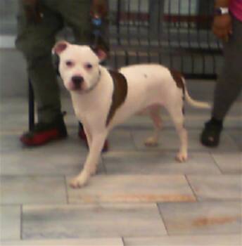 Pit Bull Terrier Dogs Available for Adoption in Charlotte, North Carolina - A1263854 | PetCurious