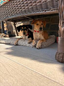 Jack -  Labrador Retriever and Retriever Dog for Adoption in Valley Stream, New York - Jack | PetCurious