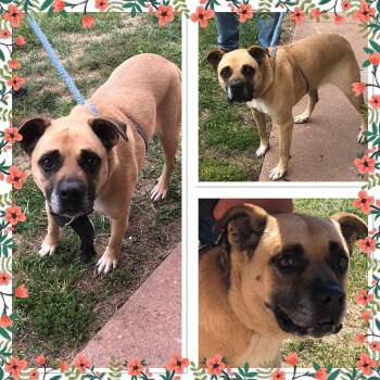 Rescue Mastiff Dogs for Adoption in Buckhannon, West Virginia - BABY GIRL | PetCurious