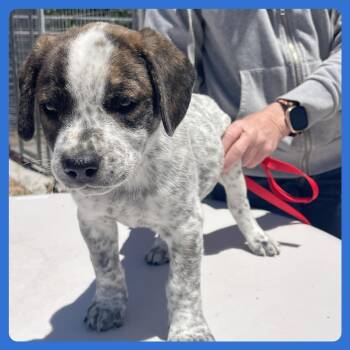 Labrador Retriever and Mixed Breed Dogs Available for Adoption in Prescott, Arizona - Ahi | PetCurious