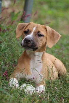 Rescue Mixed Breed Dogs for Adoption in Beulaville, North Carolina - Meg | PetCurious