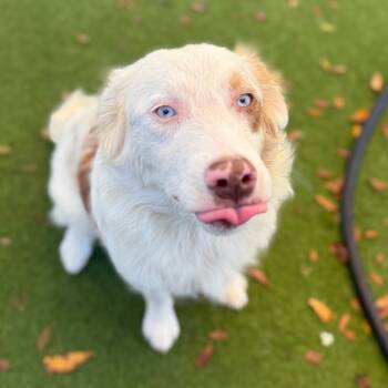 Rescue Australian Shepherd Dogs for Adoption in Loxahatchee Groves, Florida - Ghost 4440 Aka Clover | PetCurious