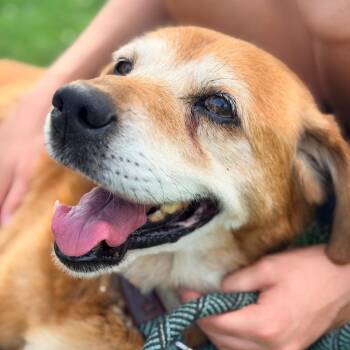 Wu Tang (pending) -  Mixed Breed Dog for Adoption in Huntington, West Virginia - Wu Tang (pending) | PetCurious