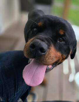 RANGER -  Rottweiler Dog for Adoption in Chapel Hill, North Carolina - RANGER | PetCurious