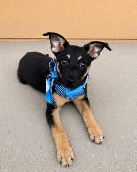 Midnight -  Chihuahua and Miniature Pinscher Dog for Adoption in Pleasant Hill, California - Midnight | PetCurious