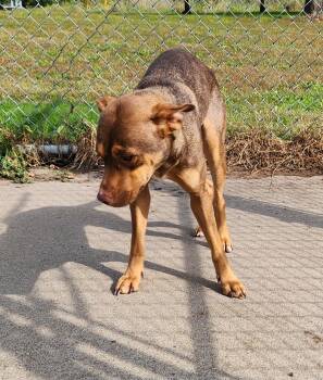 Rescue Pit Bull Terrier Dogs for Adoption in Zimmerman, Minnesota - Rebecca | PetCurious