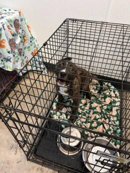 Mixed Breed Dogs Available for Adoption - Whitney | PetCurious