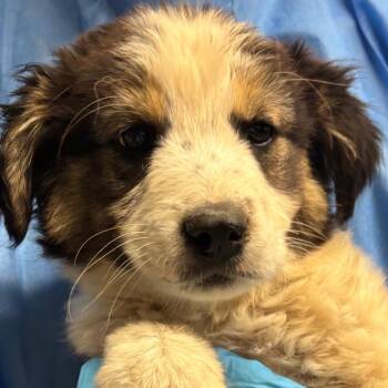 Blush -  Mixed Breed Dog for Adoption in Moab, Utah - Blush | PetCurious