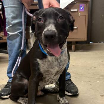 Boomer -  Pit Bull Terrier Dog for Adoption in Yuma, Arizona - Boomer | PetCurious