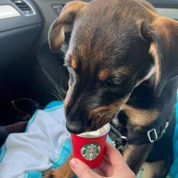 Talisman -  Rottweiler and Mixed Breed Dog for Adoption in Wilmington, Delaware - Talisman | PetCurious