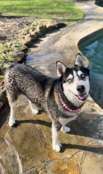 Dafne Doo -  Siberian Husky Dog for Adoption in Houston, Texas - Dafne Doo | PetCurious