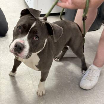 Stormi -  Mixed Breed Dog for Adoption in Philadelphia, Pennsylvania - Stormi | PetCurious