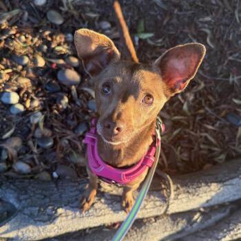 Chihuahua and Terrier Dogs Available for Adoption - Lola | PetCurious