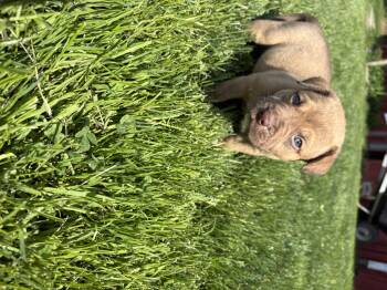 Chevy -  Terrier Dog Available for Adoption in Carmel Hamlet, New York - Chevy | PetCurious