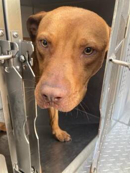 POOH -  Pit Bull Terrier Dog for Adoption in Dallas, Texas - POOH | PetCurious