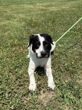 Mr.Smith -  Mixed Breed Dog for Adoption in Columbus, Indiana - Mr.Smith | PetCurious