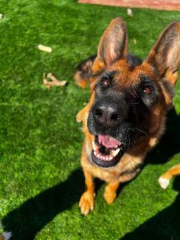 German Shepherd Dog Dogs Available for Adoption in Lafayette, California - Tallulah | PetCurious