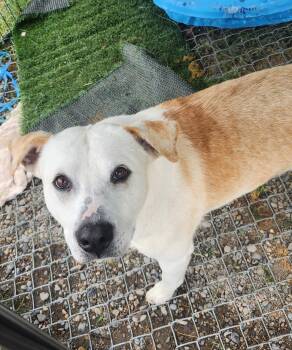 Cheeto Dust -  Labrador Retriever Dog for Adoption in Billings, Montana - Cheeto Dust | PetCurious