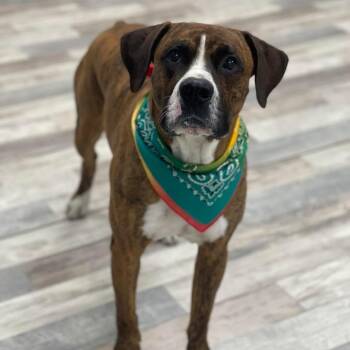Boxer and Pit Bull Terrier Dogs Available for Adoption in Lufkin, Texas - Tyson | PetCurious