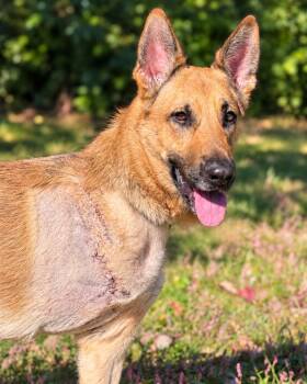 Sunny -  German Shepherd Dog Dog for Adoption in Chesterfield, Missouri - Sunny | PetCurious