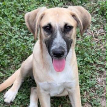 Monday -  Mixed Breed Dog for Adoption in Lockhart, Texas - Monday | PetCurious