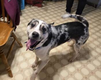 Rescue Catahoula Leopard Dog Dogs for Adoption in Algona, Iowa - VIGOR (HIGHBROW) | PetCurious