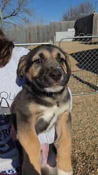 Shepherd Dogs Available for Adoption - Dozer | PetCurious