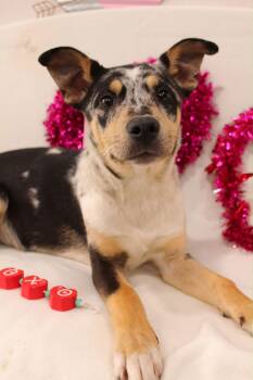 Catahoula Leopard Dog Dogs Available for Adoption - Channing | PetCurious