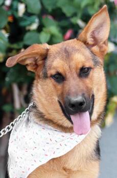 Cosmo von Nistertal -  German Shepherd Dog Dog for Adoption in Los Angeles, California - Cosmo Von Nistertal | PetCurious
