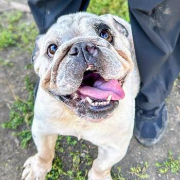 Dunkin -  American Bulldog Dog for Adoption in Oakland, California - Dunkin | PetCurious