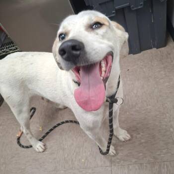 Mr. Buc-ees -  Cattle Dog and Hound Dog for Adoption in Birmingham, Alabama - Mr. Buc-ees | PetCurious