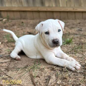 Simon -  Mixed Breed Dog for Adoption in Jackson, Georgia - Simon | PetCurious