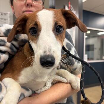 YORK-Stray-16174 -  Jack Russell Terrier and Mixed Breed Dog for Adoption in York, Pennsylvania - YORK-Stray-16174 | PetCurious