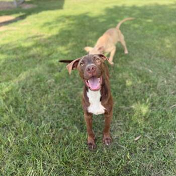 Radagast the Brown -  Pit Bull Terrier and Mixed Breed Dog for Adoption in Riverwoods, Illinois - Radagast The Brown | PetCurious